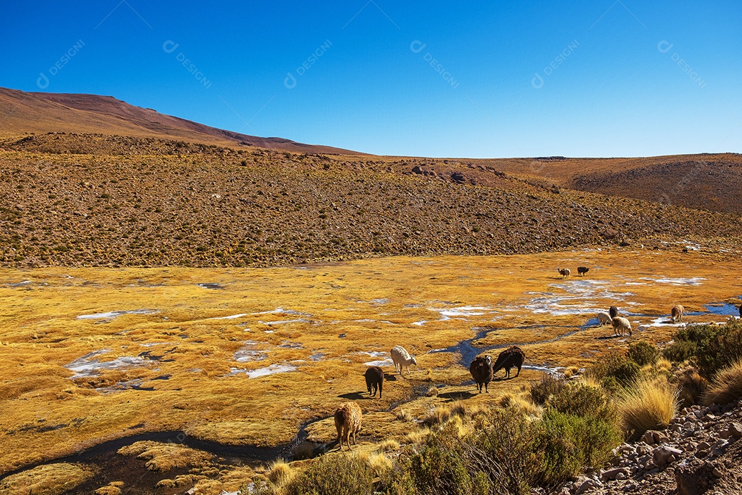Lhamas pastando em uma montanha com água descongelada