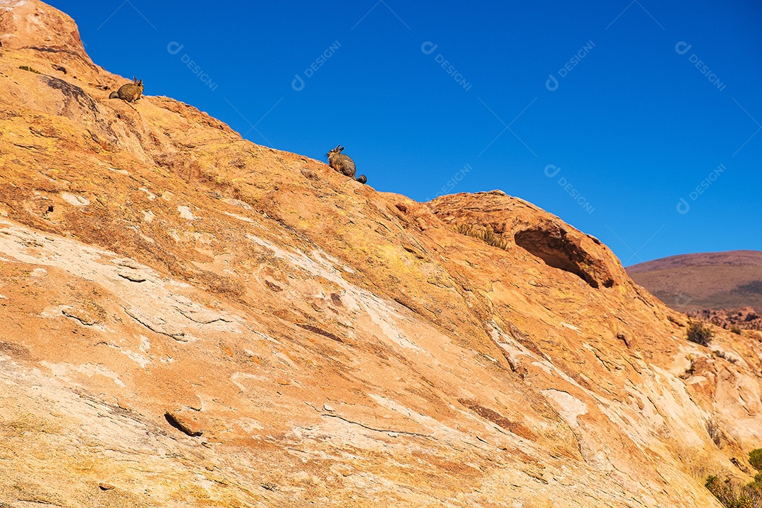 Coelhos em uma montanha rochosa no deserto boliviano