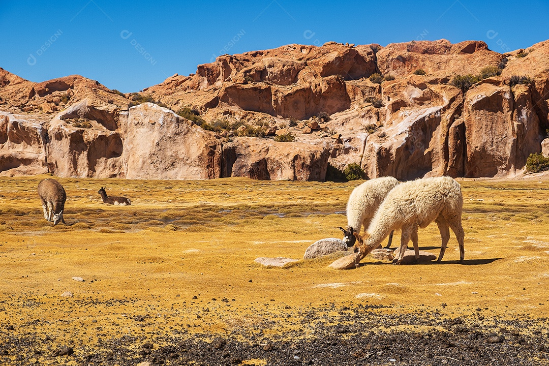 Lhamas pastando no Vale Las Rocas