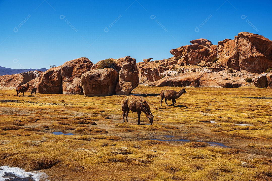 Lhamas pastando no Vale Las Rocas