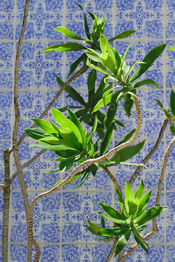 Plantas e azulejos