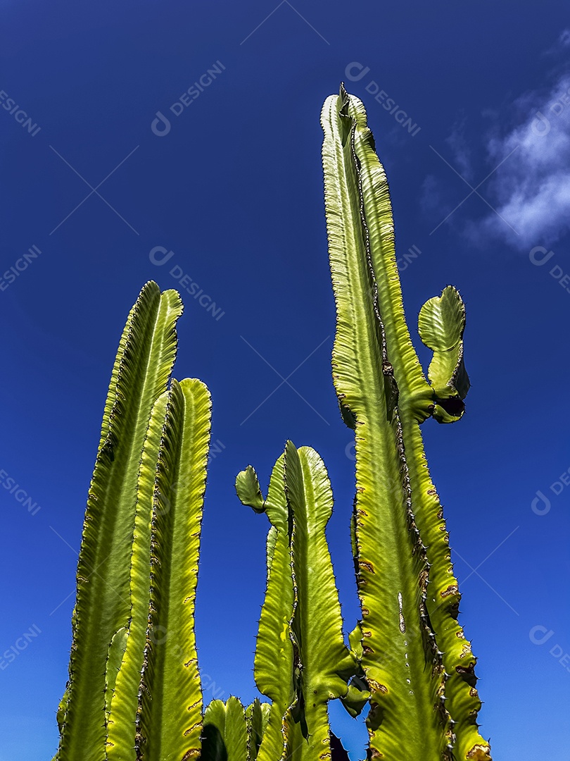 Cacto mandacaru isolado contra o céu azul