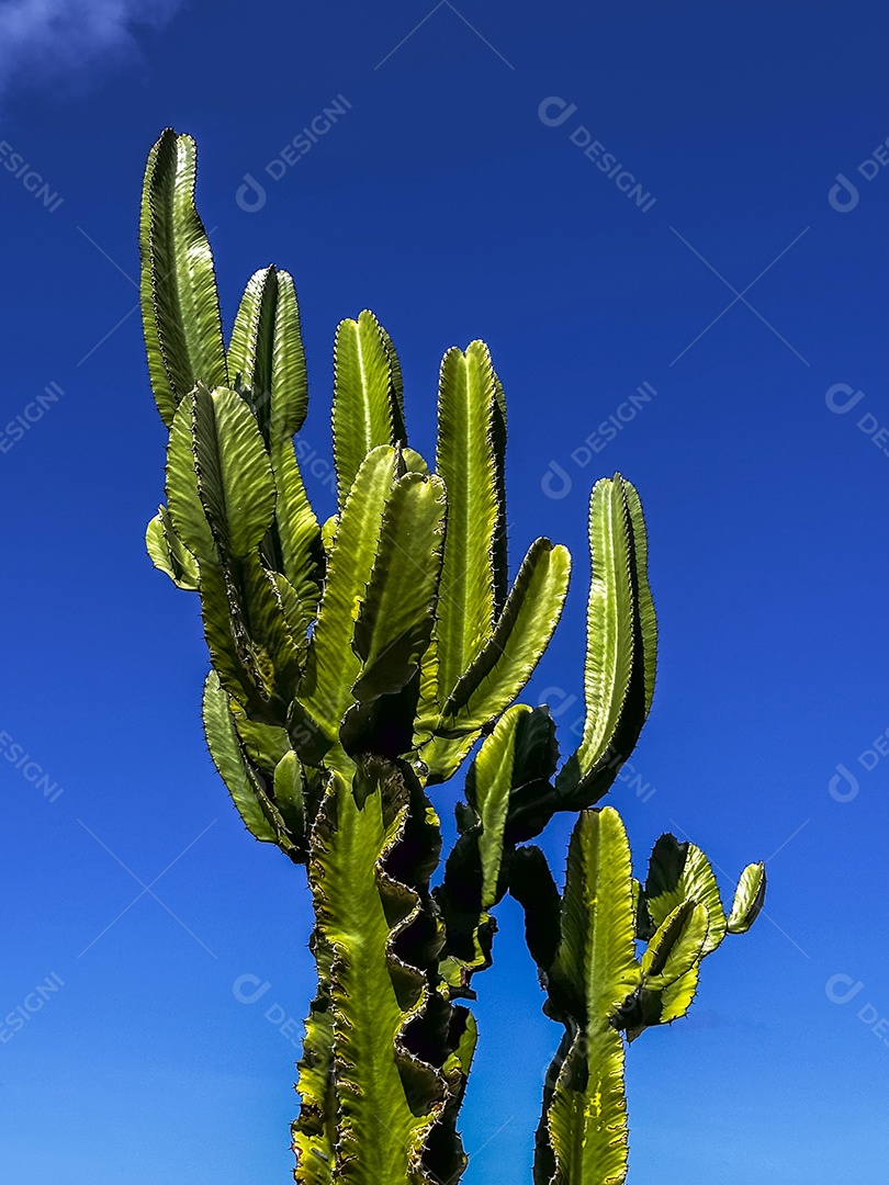 Cacto mandacaru isolado contra o céu azul