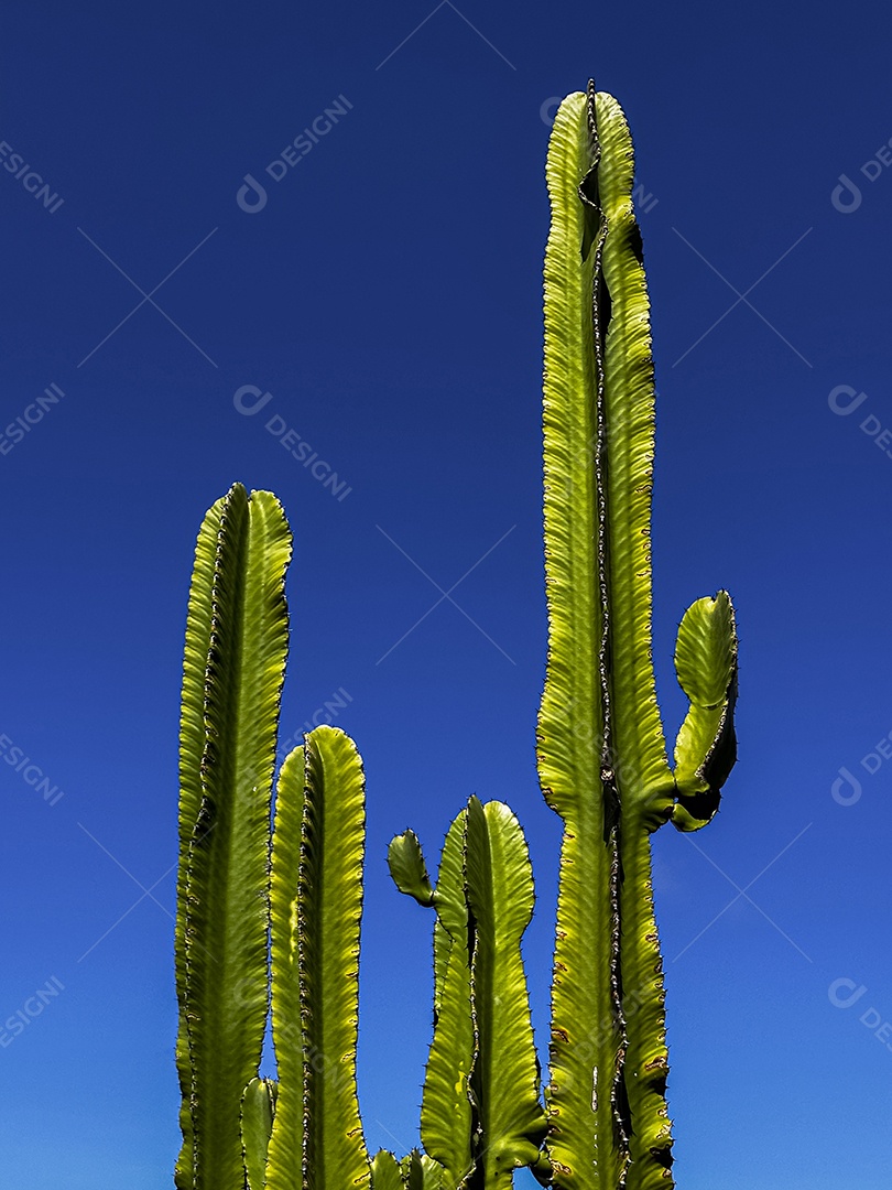 Cacto mandacaru isolado contra o céu azul