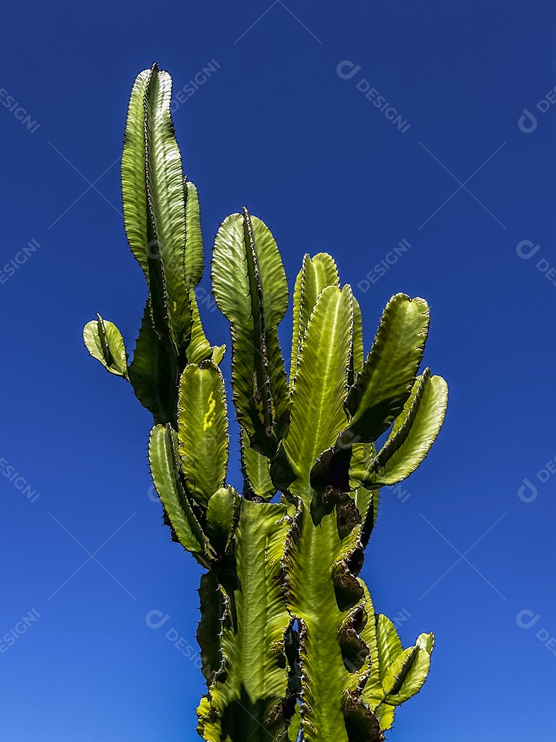 Cacto mandacaru isolado contra o céu azul