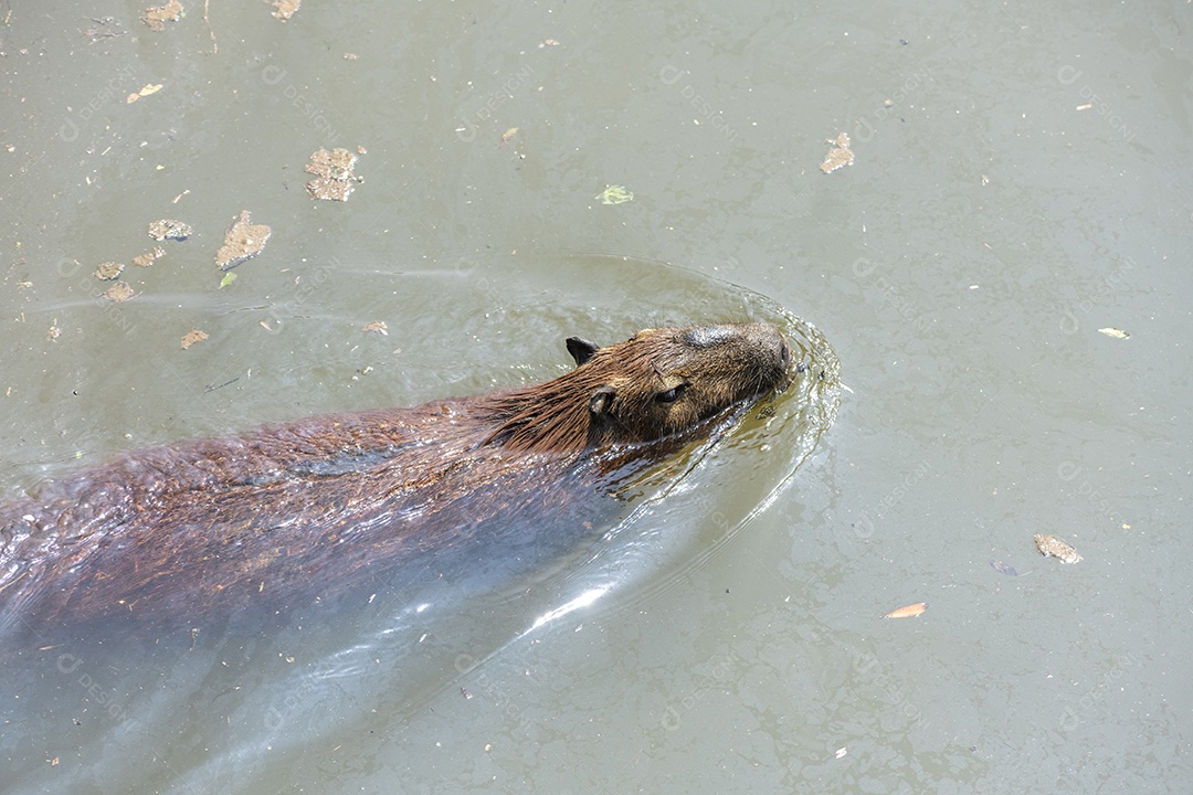 Capivara  em um lago o maior roedor do Brasil