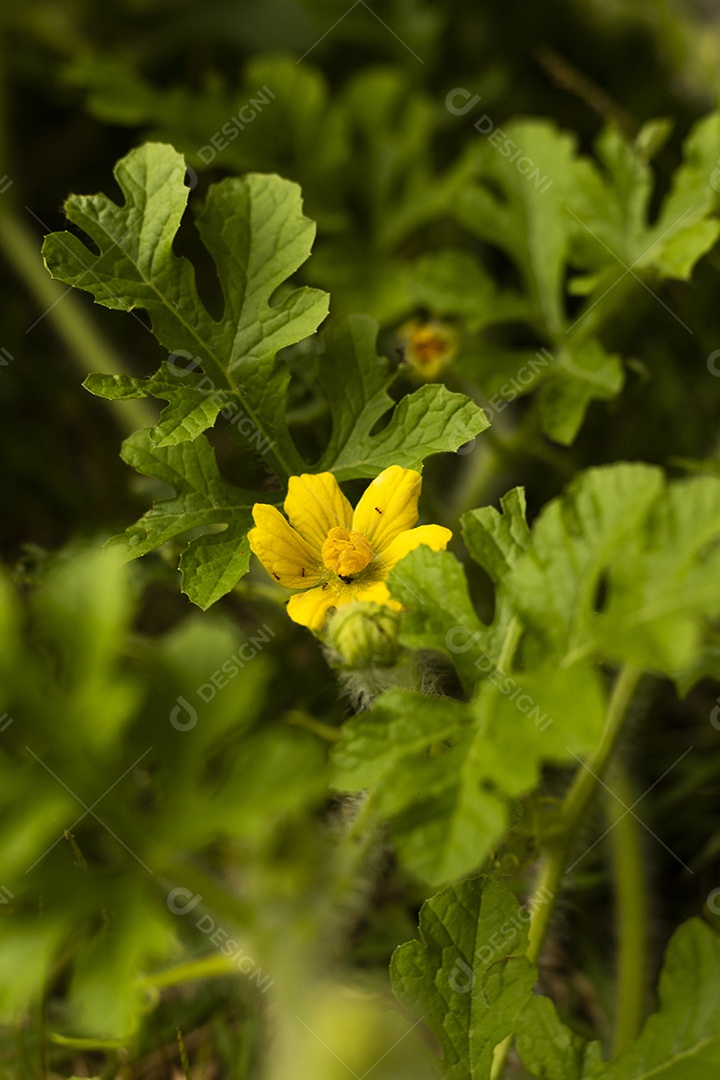 Galhos verdes com flor amarela pé de melancia ou melão