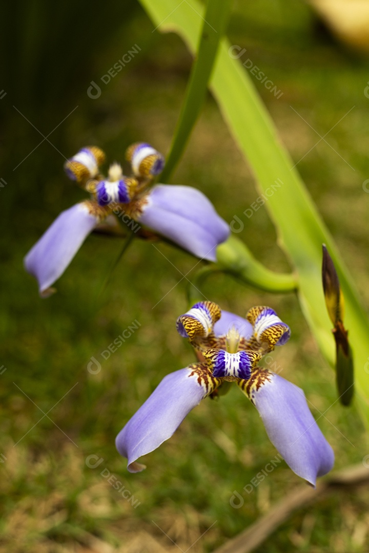 Linda orquídea rocha