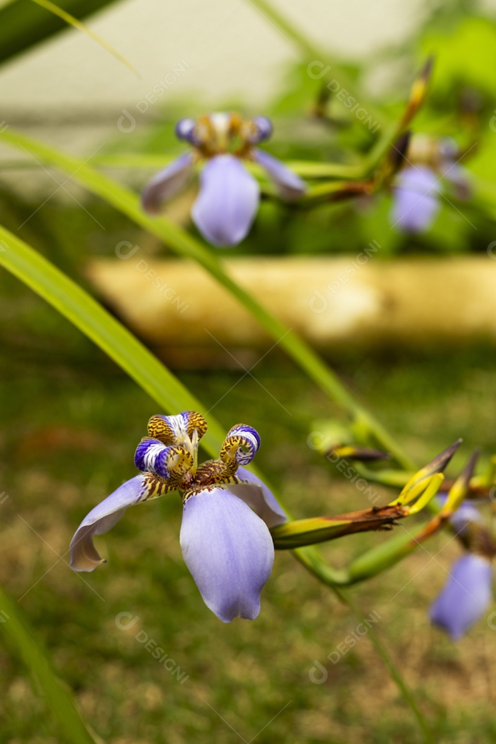 Flores uma orquídea rocha linda