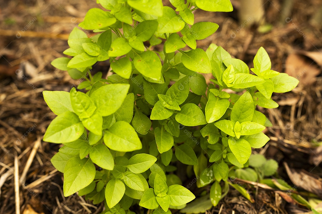 Planta de folhas pequenas verdes