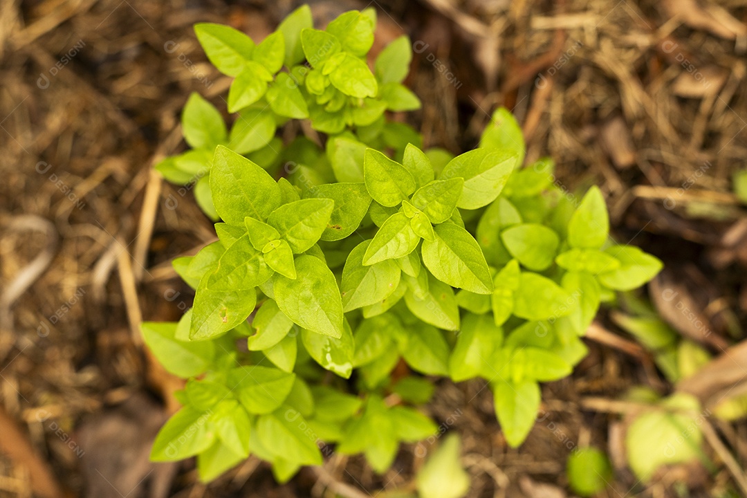 Planta verde de folhas pequena