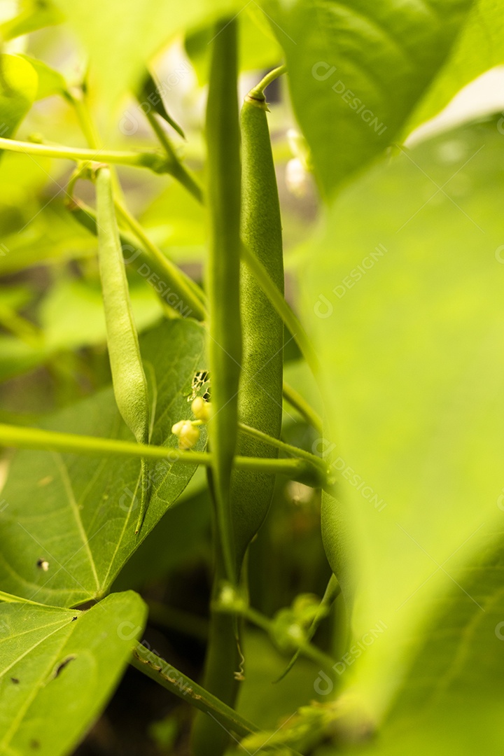 Planta com vagem comida