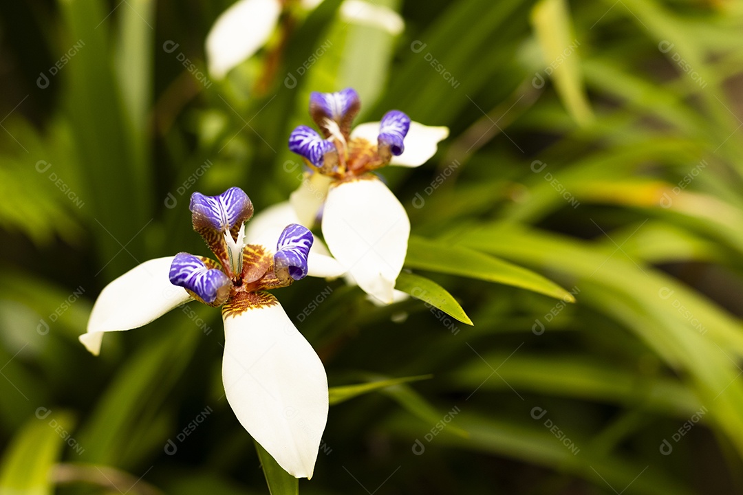 Flores brancas de orquídeas