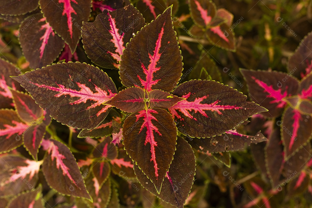 Folhas de Coleus vermelho e rosa
