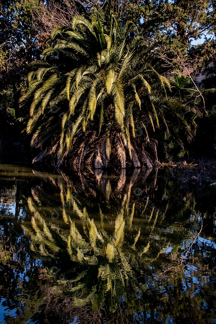 Bela natureza palmeira refletida no lago