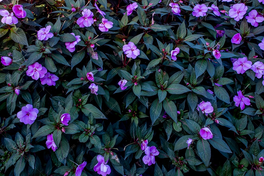 Lindas flores roxas no jardim Impatiens hawkeri
