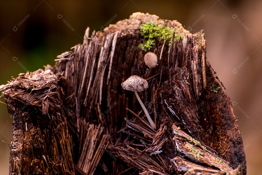 Pequeno cogumelo no tronco de uma árvore na selva