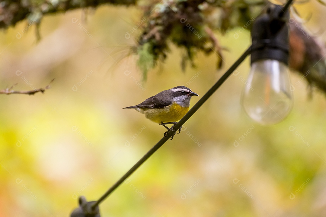 Lindo pássaro Bananaquit Coereba flaveola