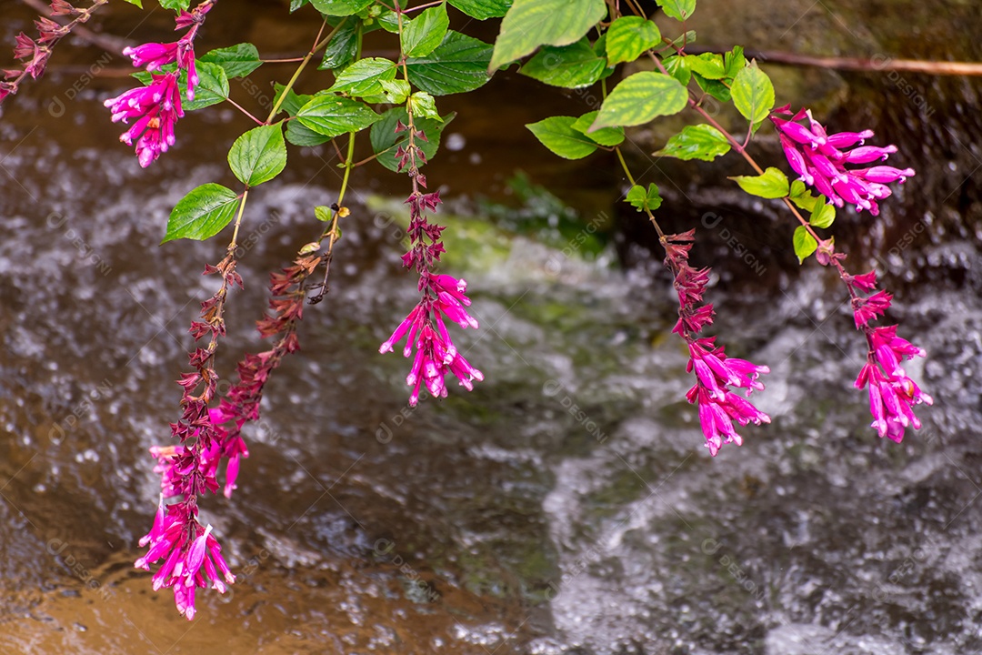 Lindas flores rosa de Salvia