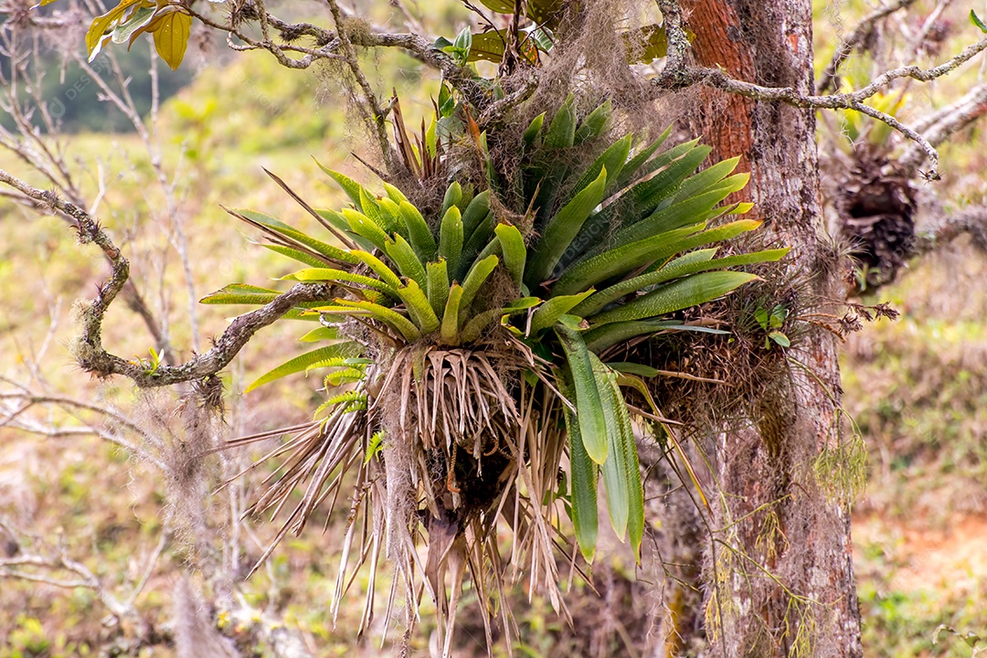 Bromélia no tronco de uma árvore na natureza