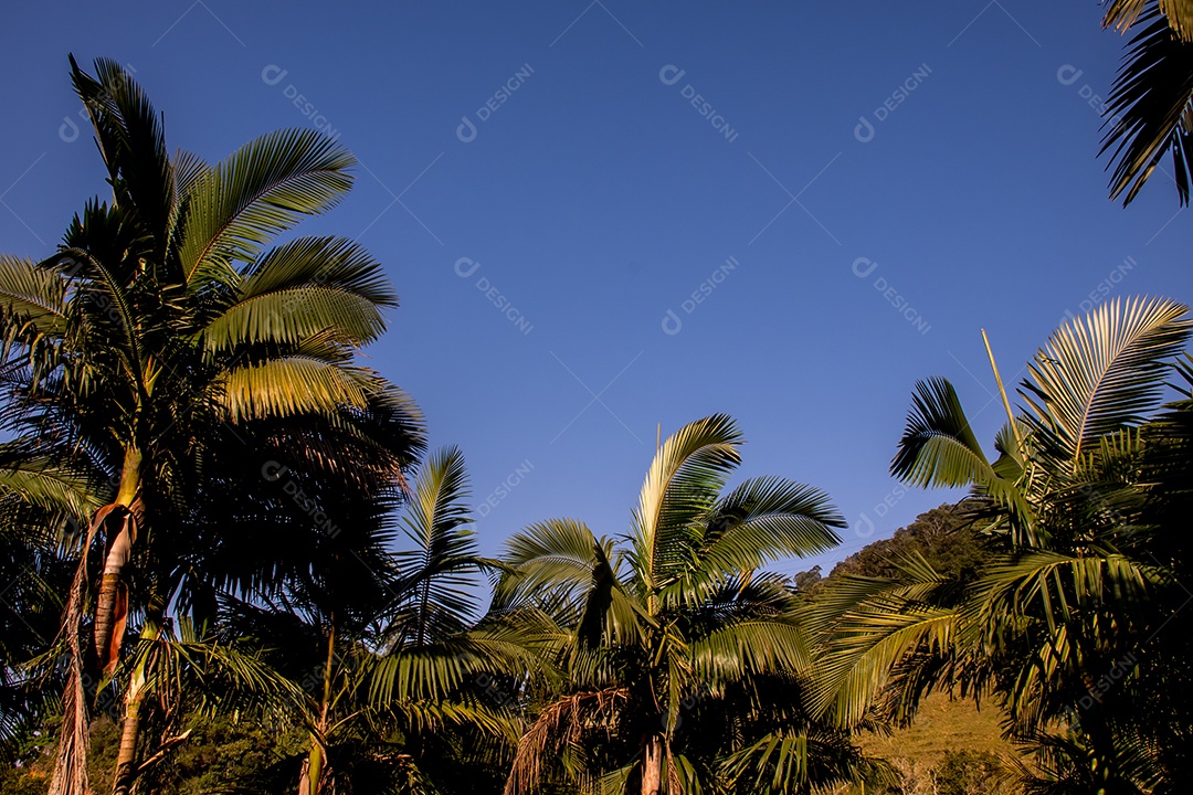 Paisagem tranquila palmeiras e céu azul