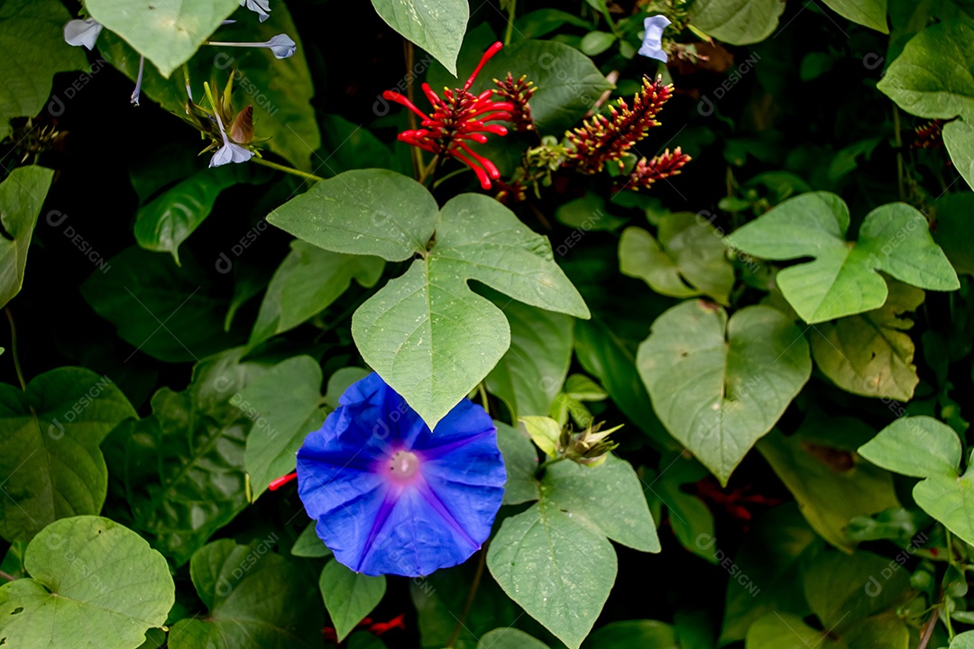 Fundo de textura de flores no jardim