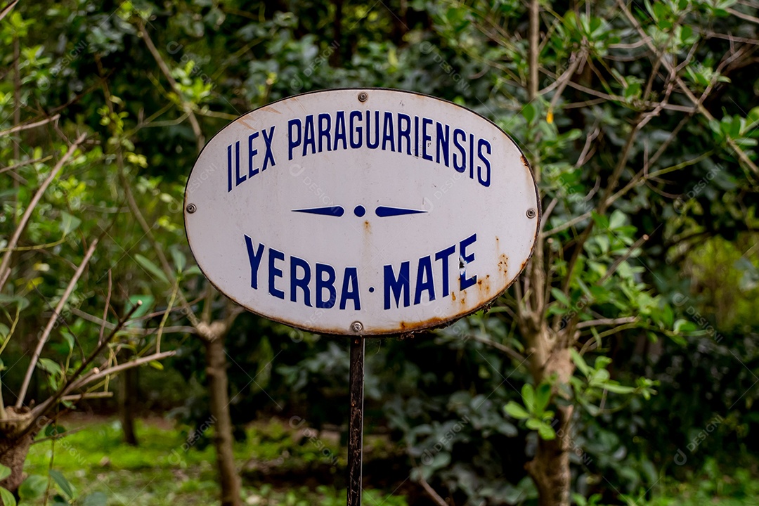 Sinal da árvore da erva mate ilex paraguariensis