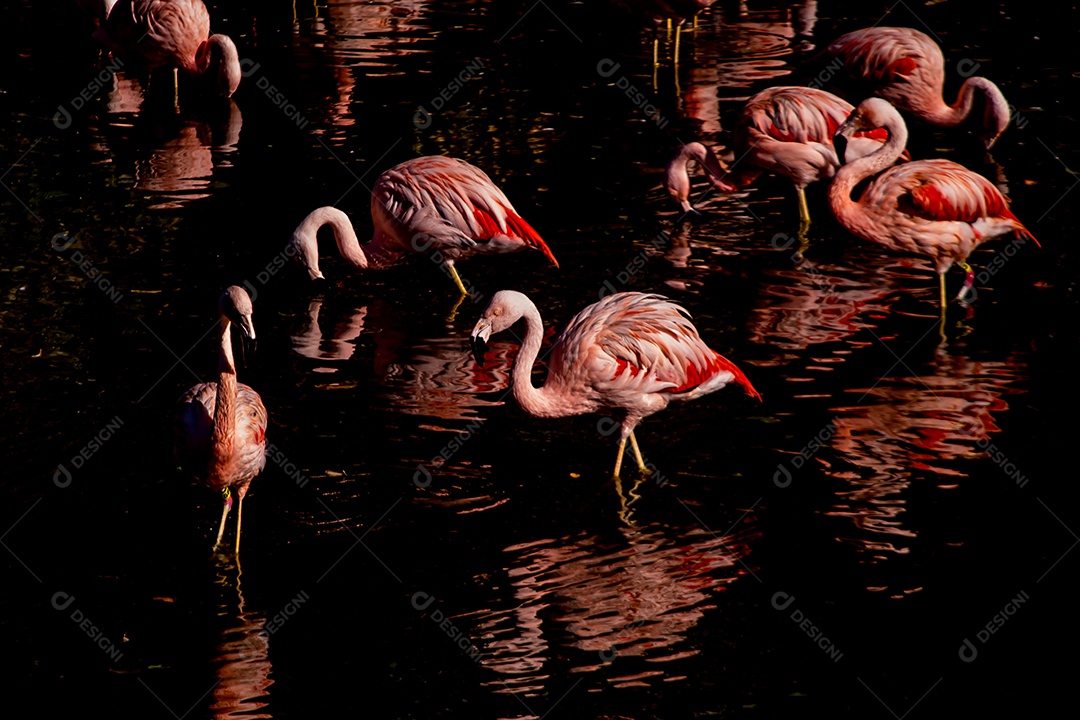 Família de flamingos no lago