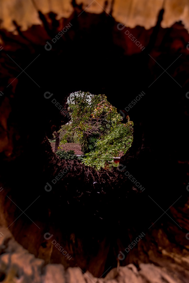 Vista antiga do tronco de árvore oca