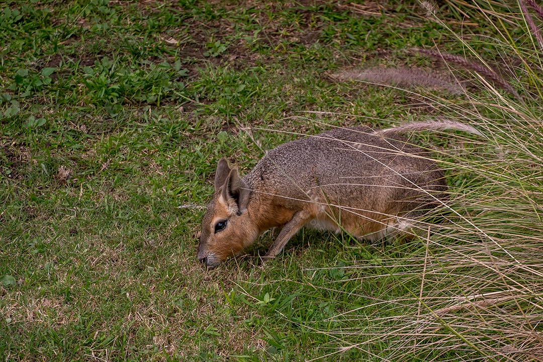 Mara patagônica no parque