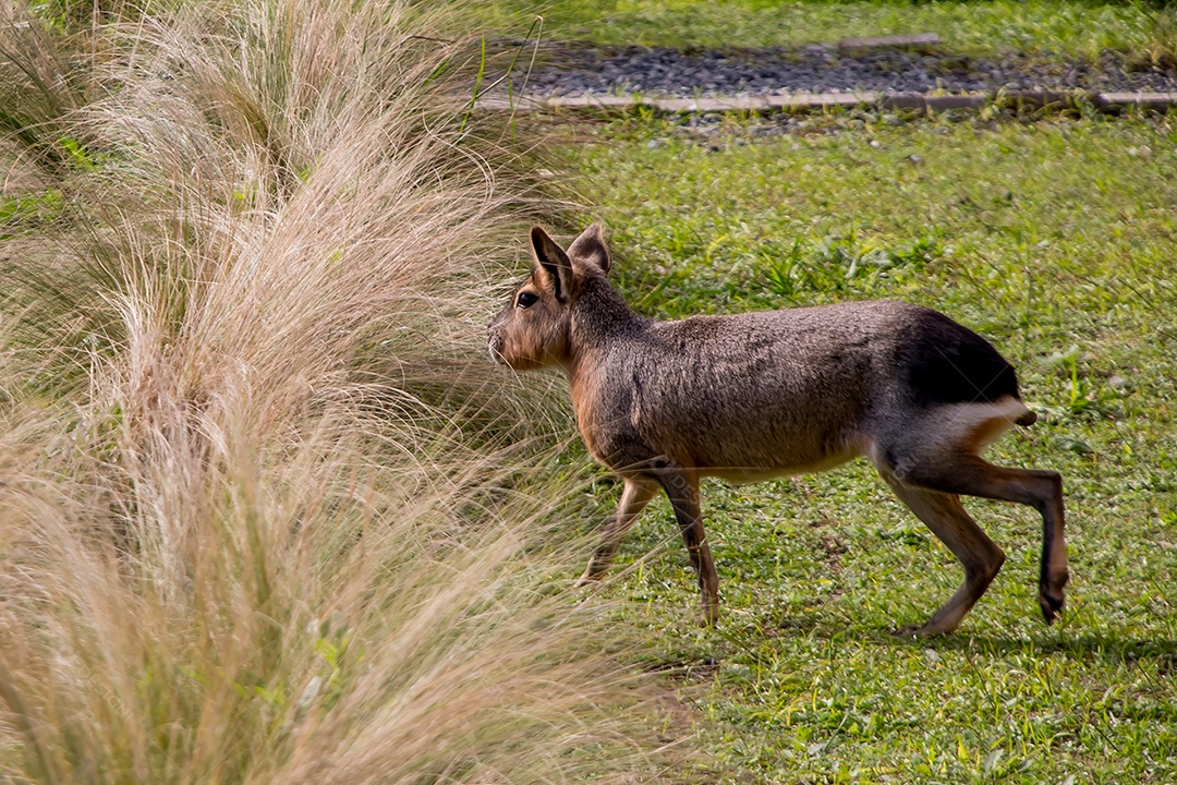 Mara patagônica no parque