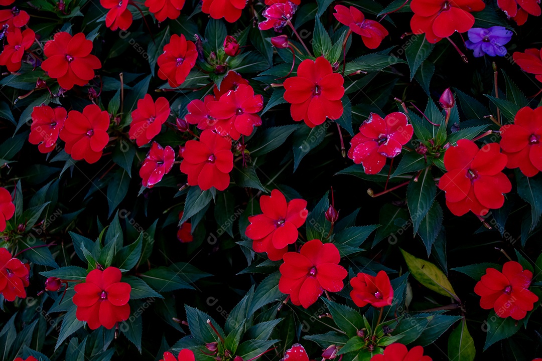 lindas flores vermelhas no jardim