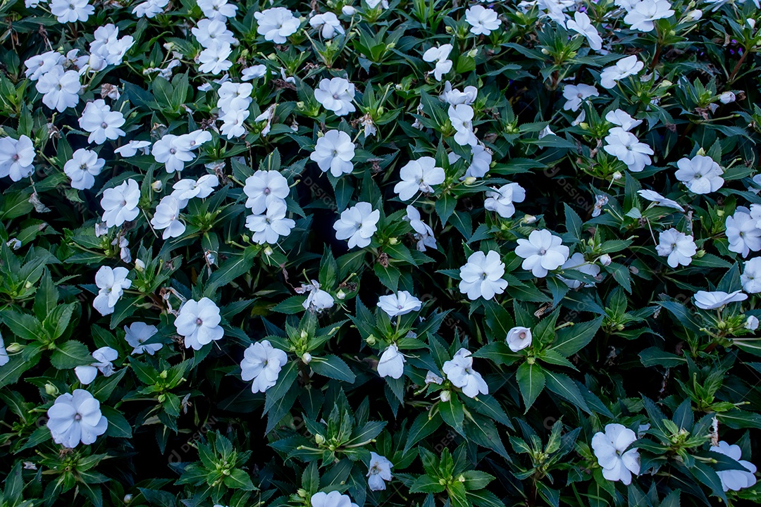 Lindas flores brancas no jardim