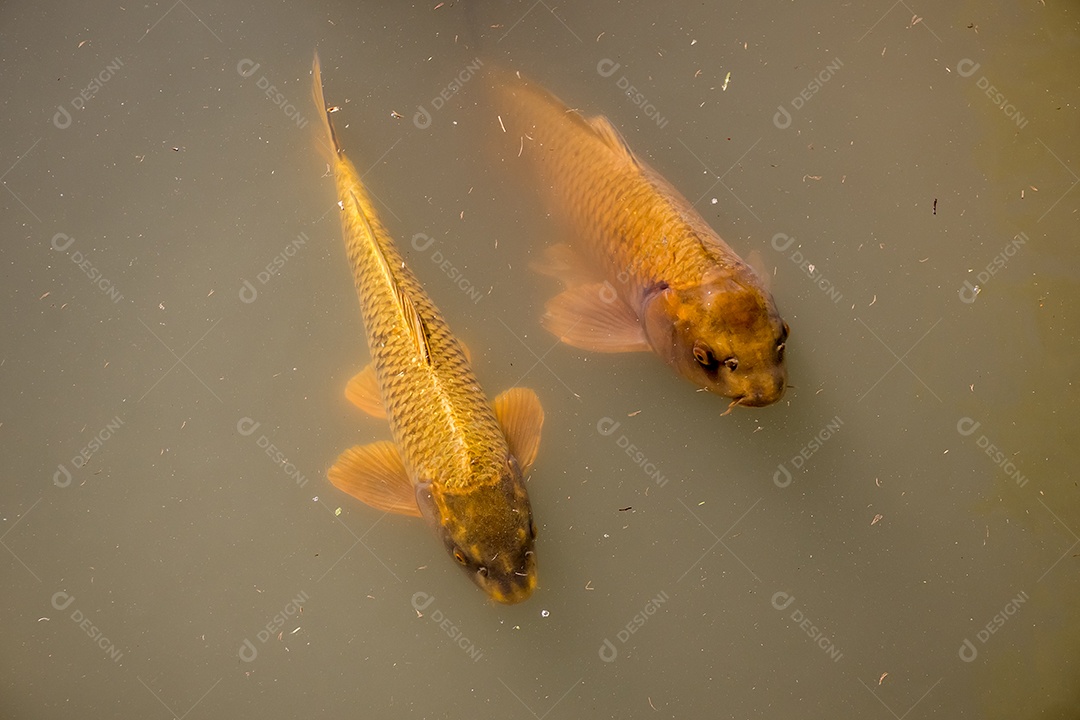 Peixes grandes nadando no lago