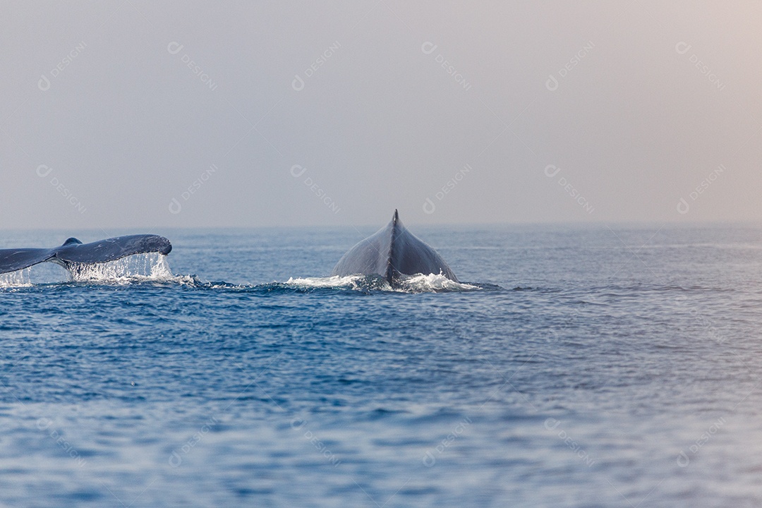 Migração de baleias jubarte no mar