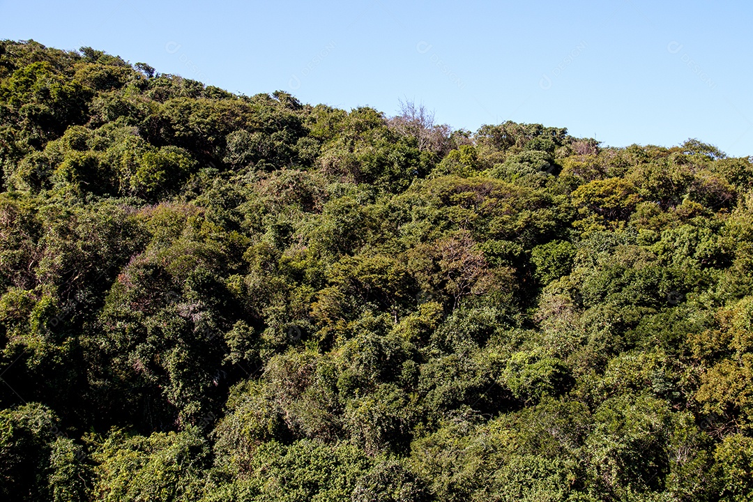 Mata atlântica contra céu azul