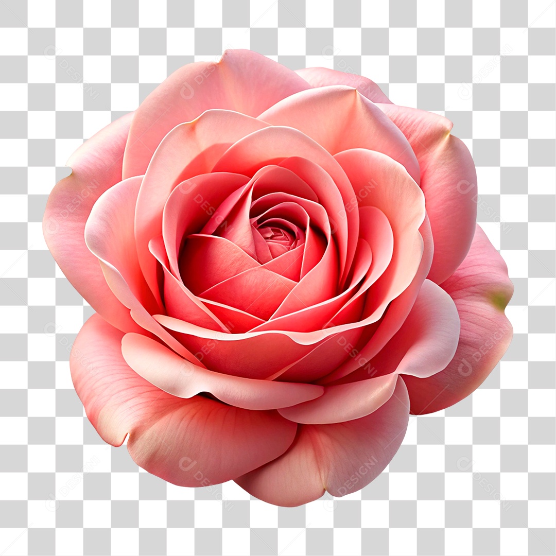 Rosa PNG Transparente