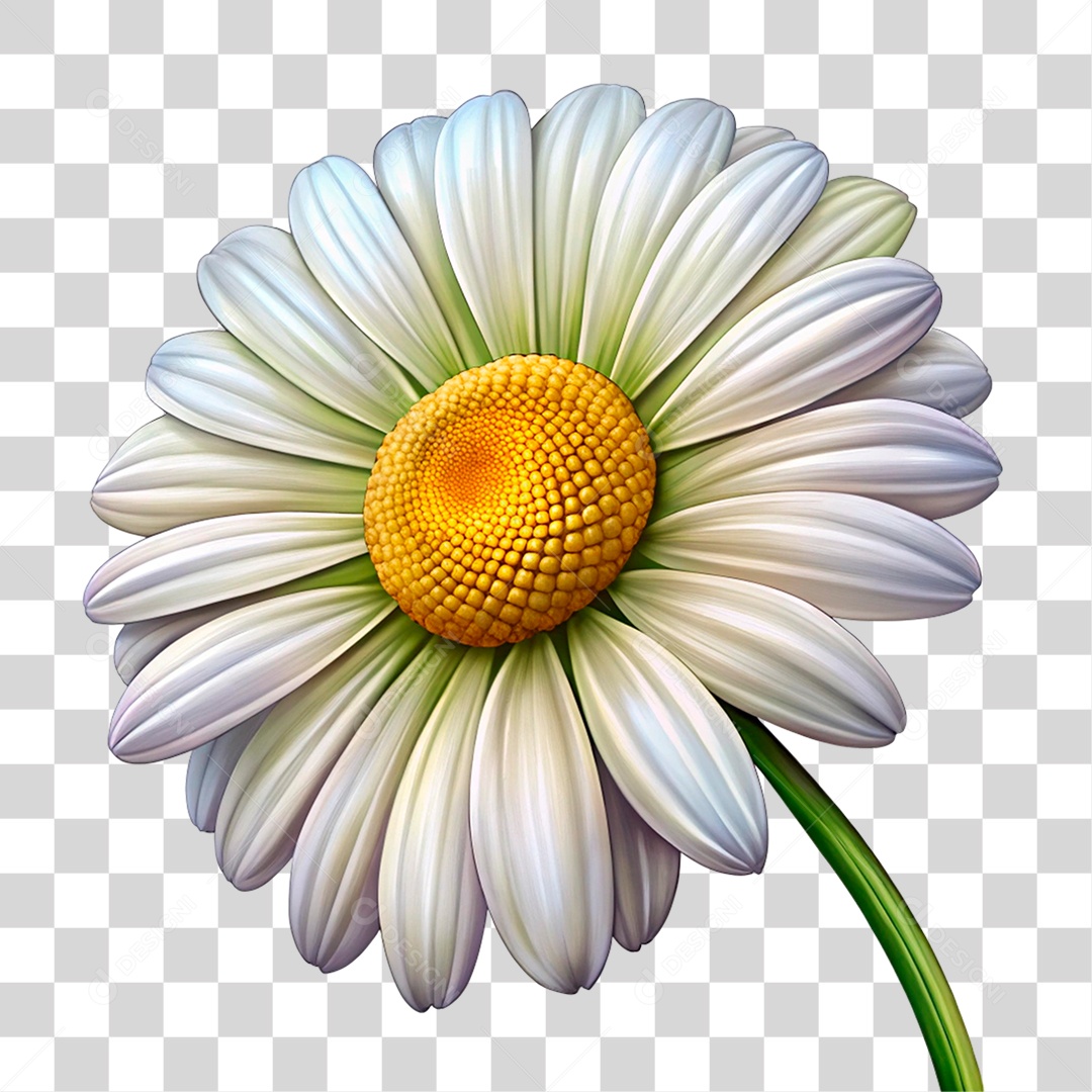 Flor Margarida PNG Transparente