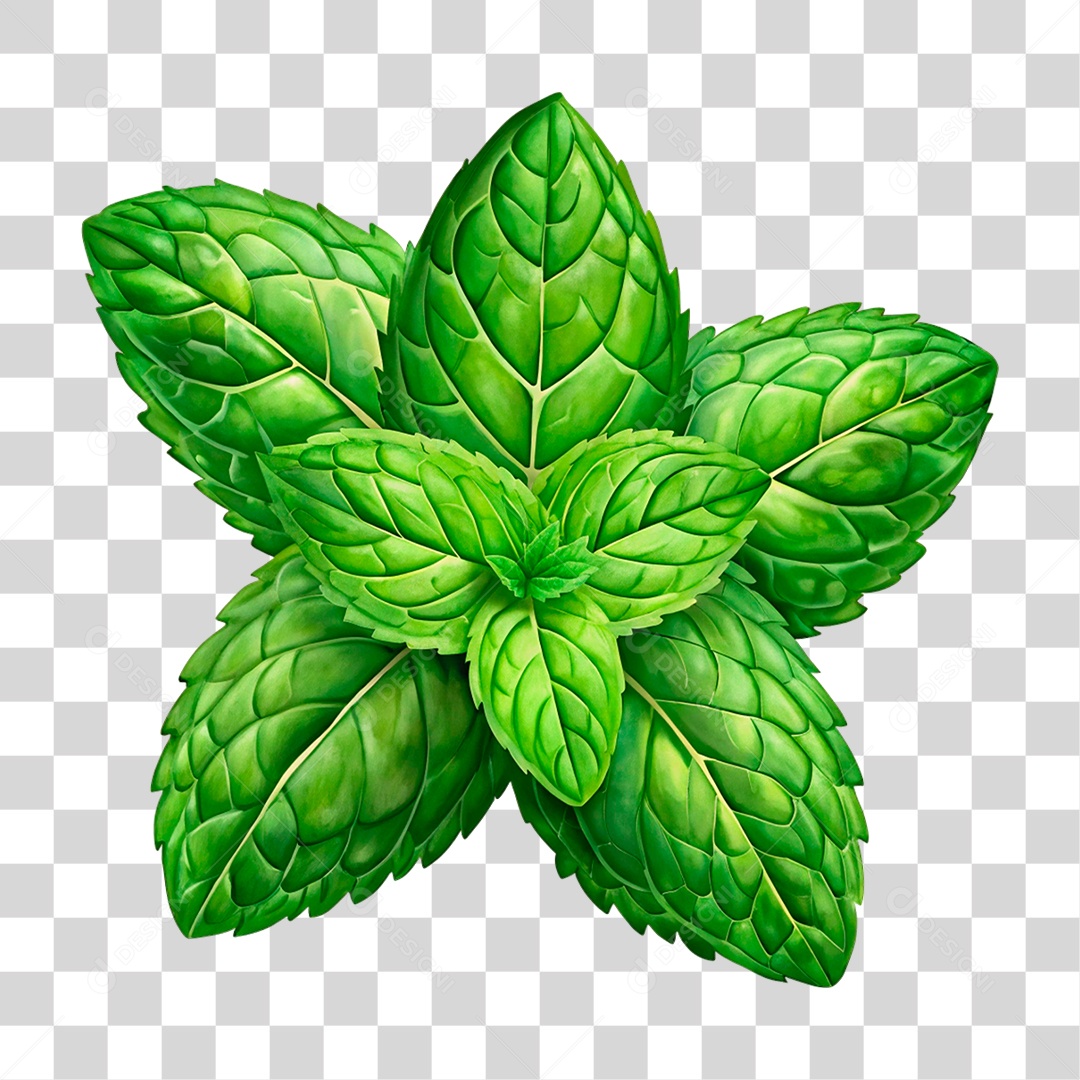 Hortelã PNG Transparente