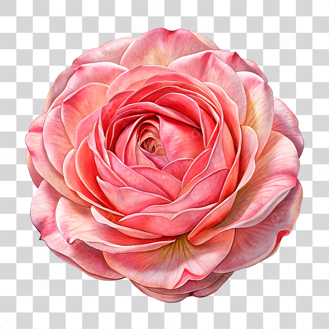 Flor Rosa PNG Transparente