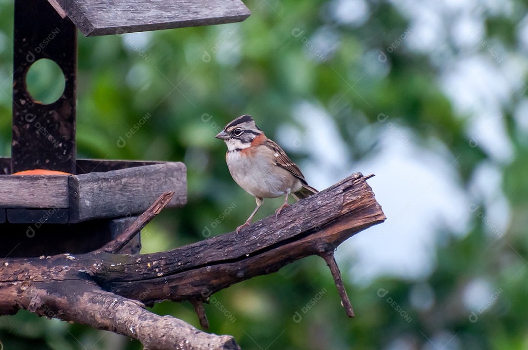 Passarinho pardal de colar ruivo