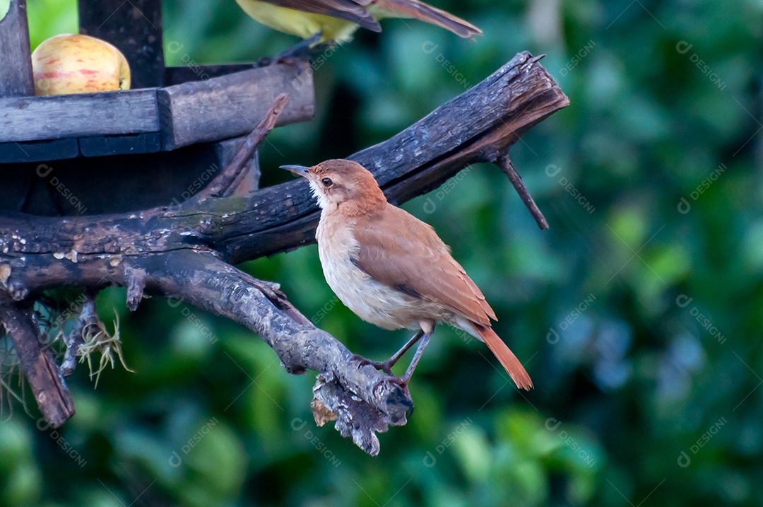 Lindo pássaro Rufous Hornero Furnarius rufus no galho