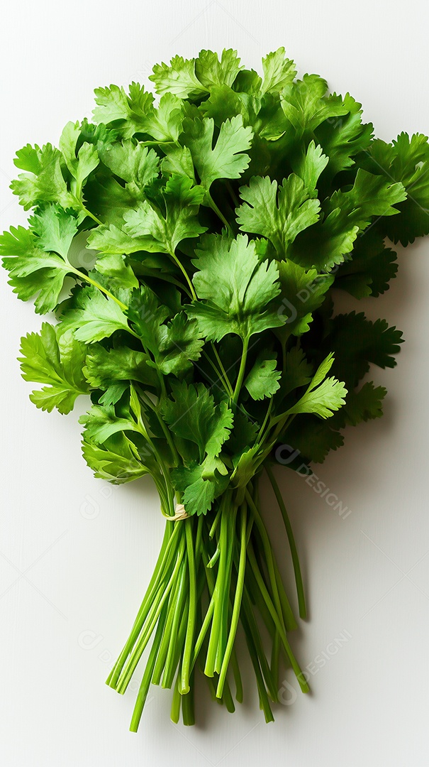 Um ramo de salsa verde com um elástico em volta sobre fundo branco isolado