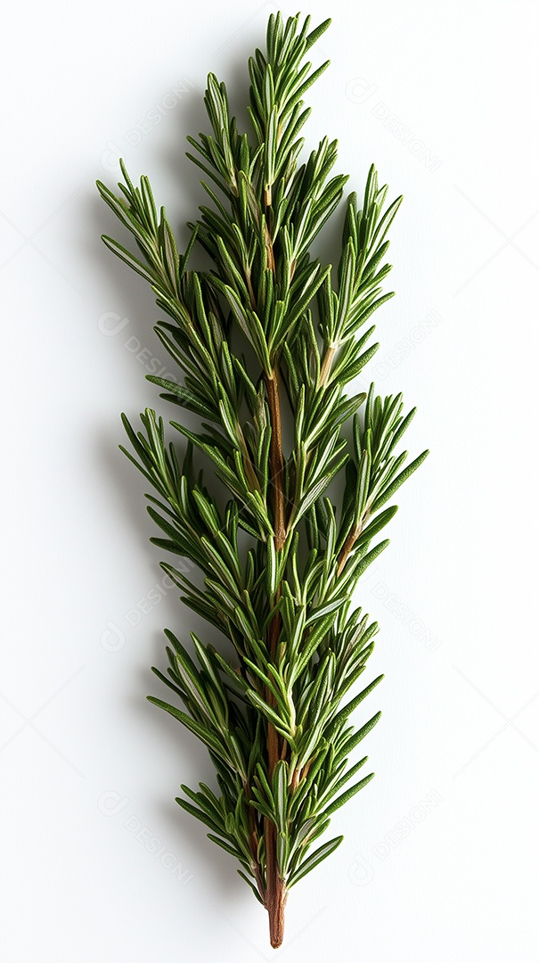 Linda erva de alecrim sobre fundo branco isolado