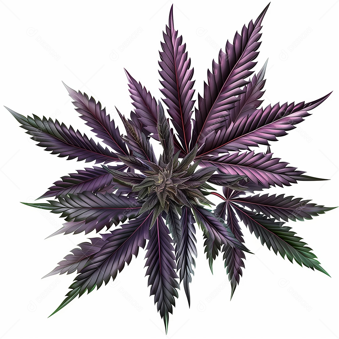 Linda folhas de cannabis sobre fundo branco isolado