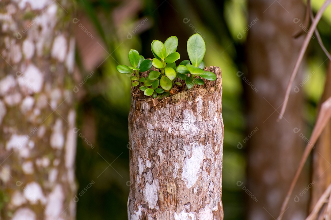 Tronco de árvore com planta peperomia