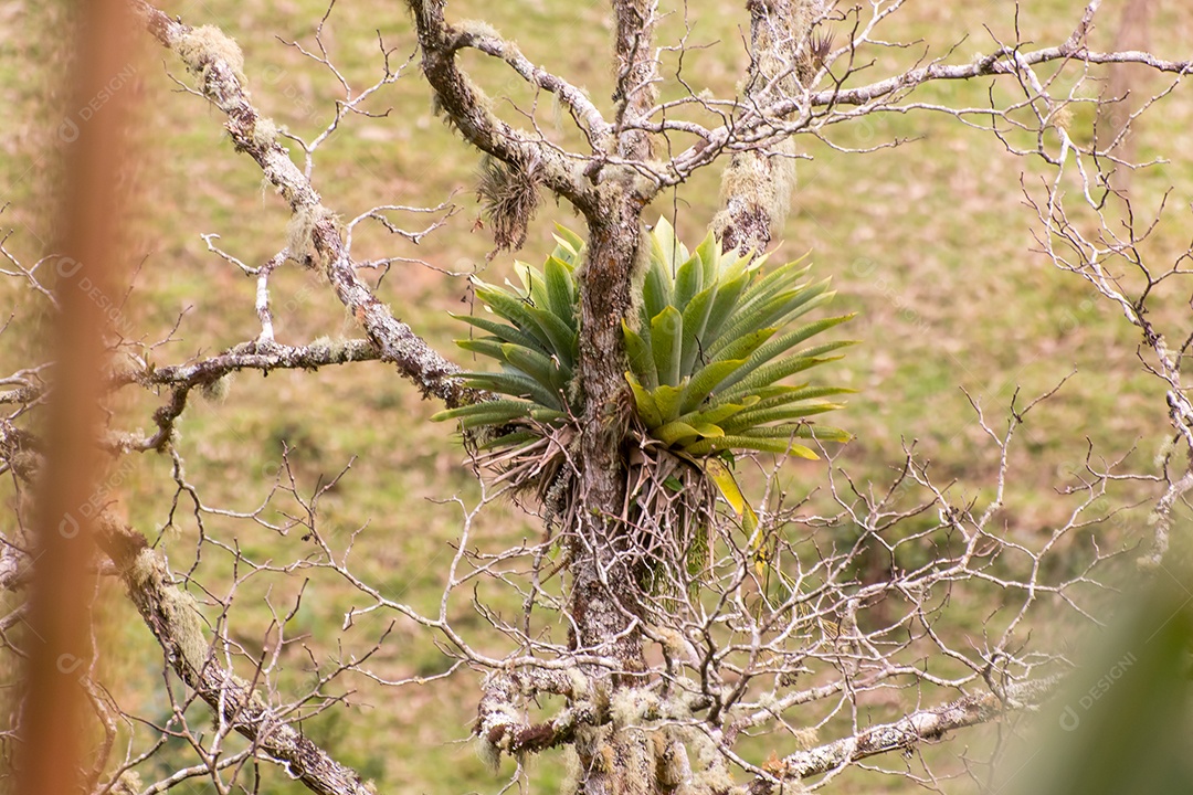 Bromélia em tronco de árvore na natureza mata atlântica