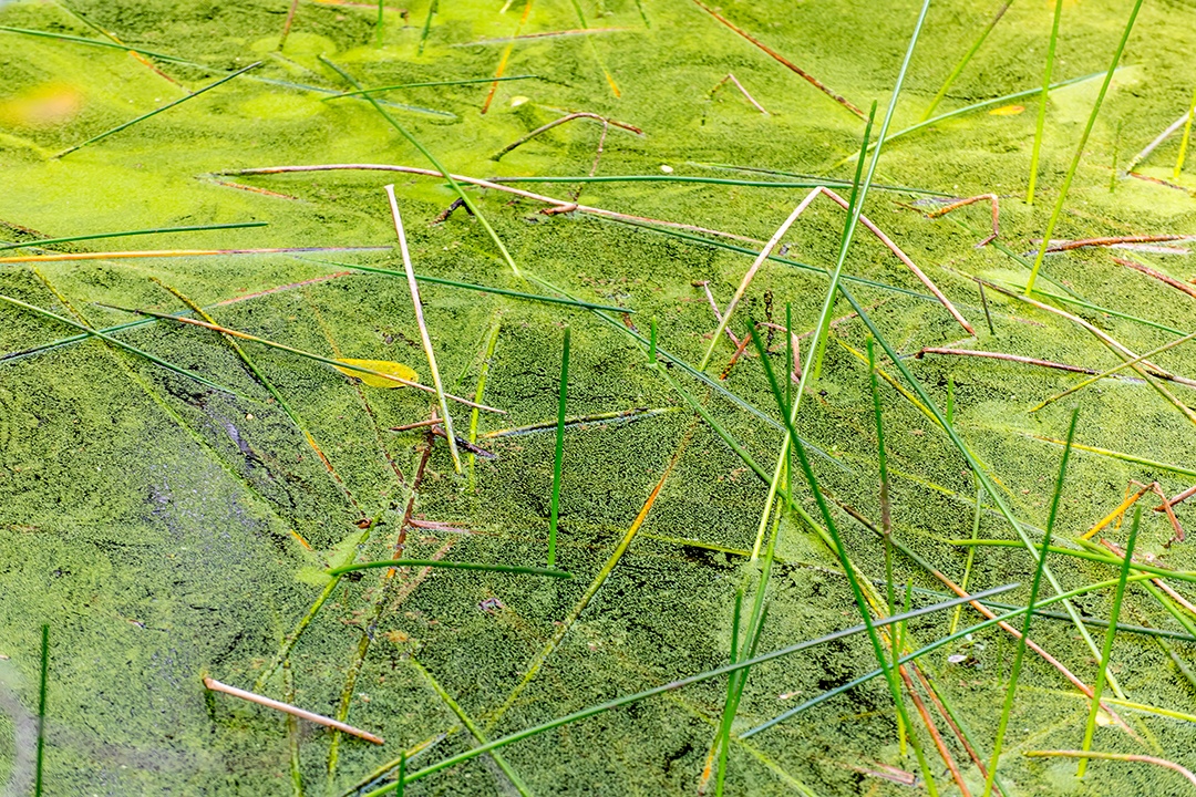 Fundo de textura de lago com plantas aquáticas