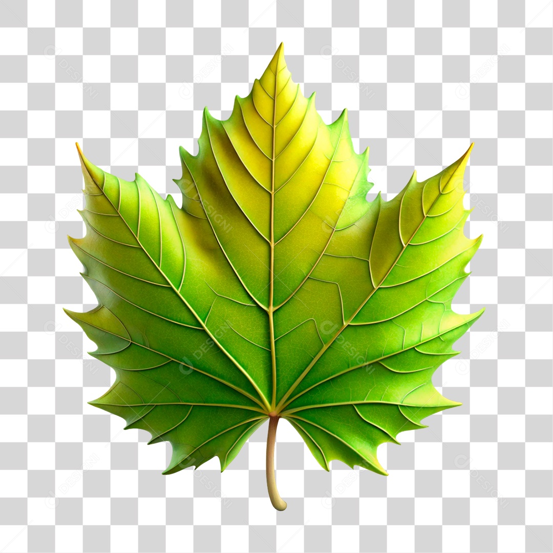 Folha Galho PNG transparente