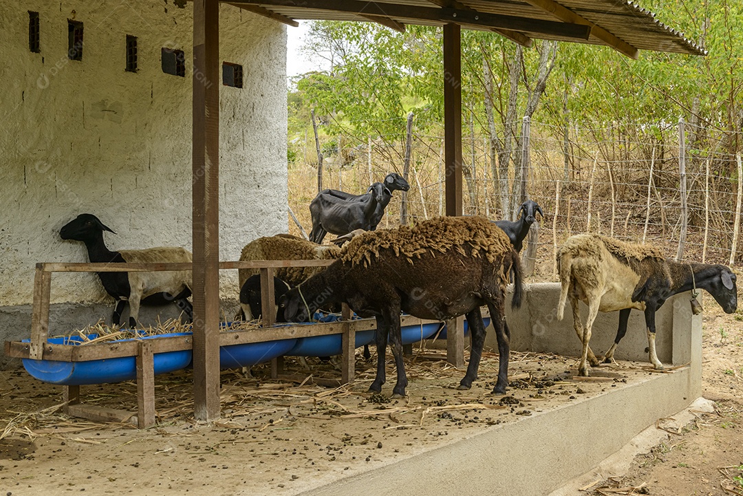 Pequena fazenda de caprinos e ovinos